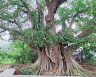 Achin-Tree